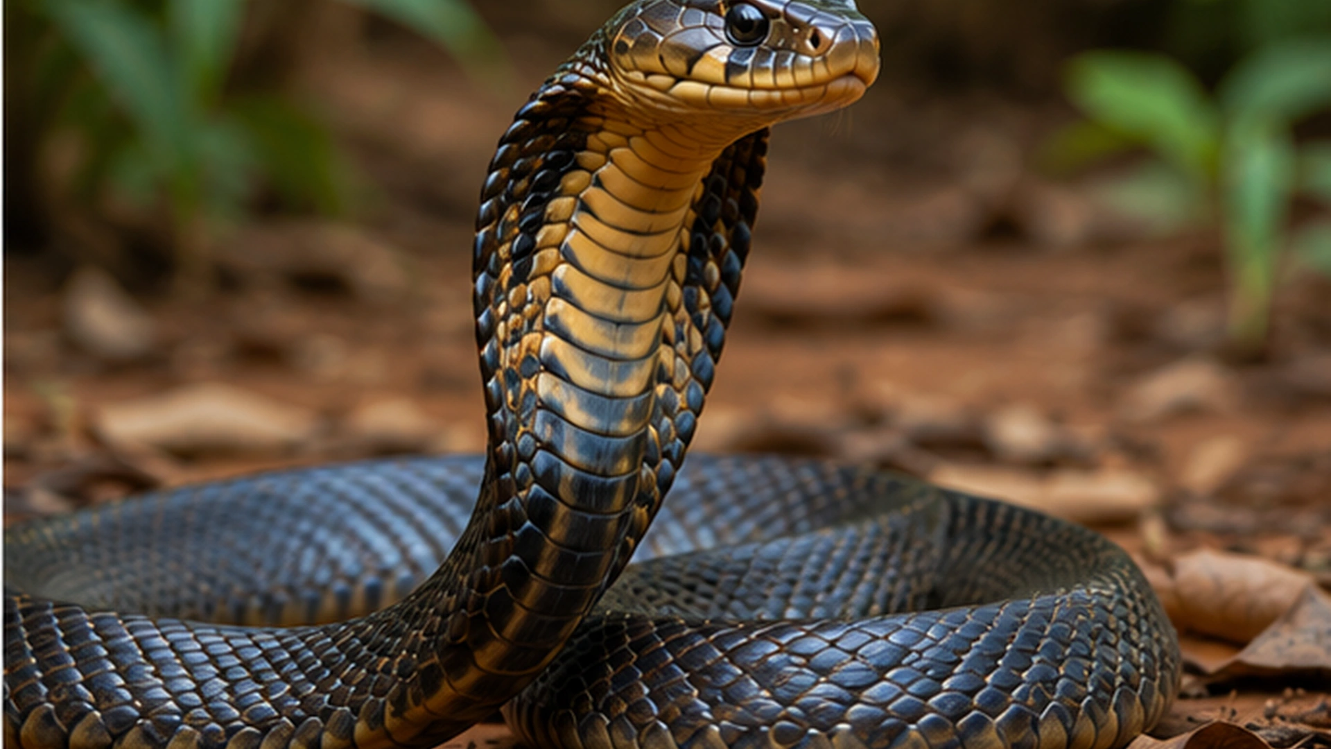 02 Snake Dream Symbolism Close Up 02 Snake Dream Symbolism Close Up