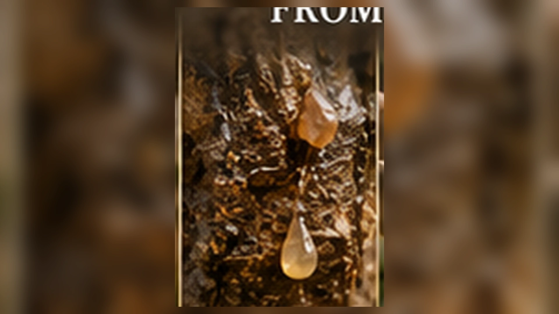Ethiopian Frankincense Boswellia Papyrifera Harvest