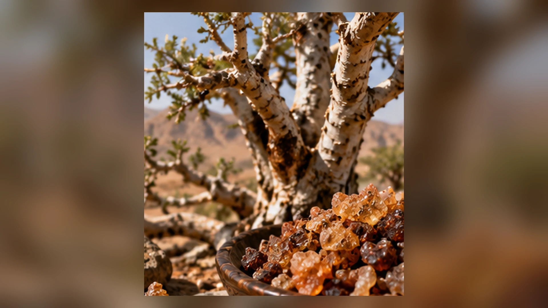 Commiphora Myrrha Tree Dryland Habitat